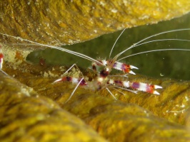 099 Banded Coral Shrimp IMG 5479